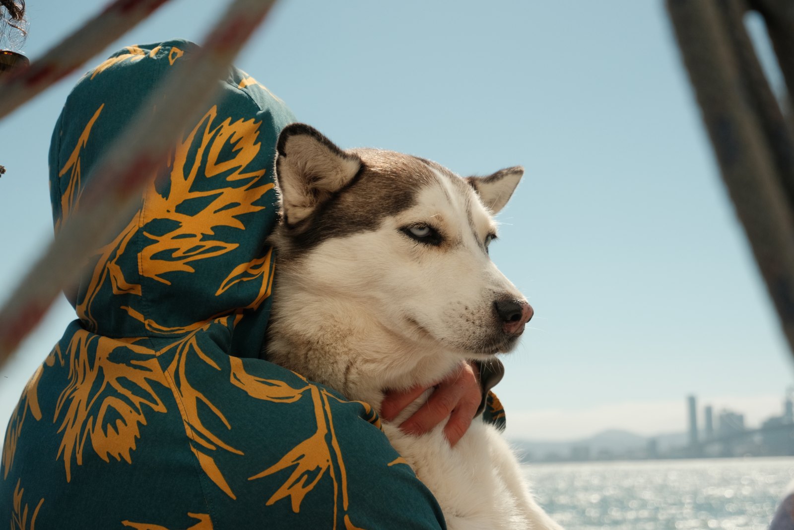 A husky wearing a colorful scarf aboard a sailboat.